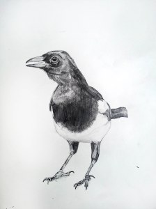 One for Sorrow, 2012, Graphite on Paper, 15x20cm